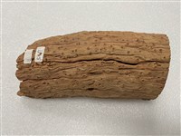 藏品(鱗木化石)的圖片